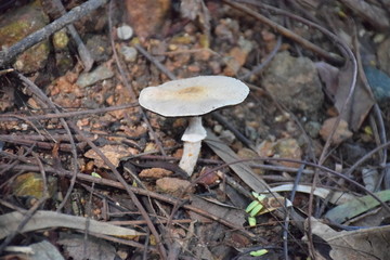 白色野生蘑菇