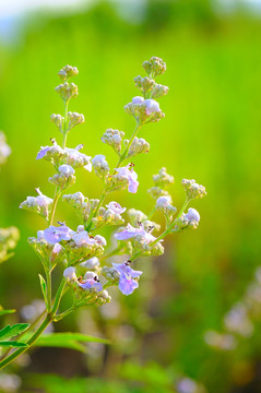 荆花蜜