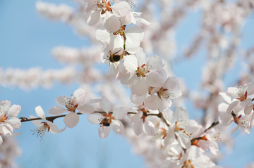 蜜蜂花间舞