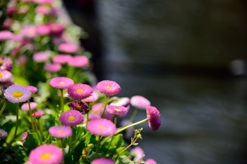 河边雏菊
