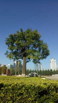 古槐树