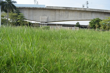 野草杂草景观