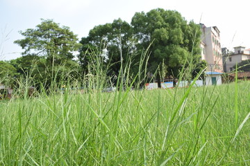 村落的草丛