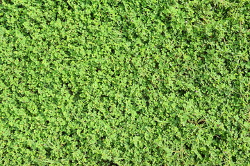 绿底草皮四叶草背景图片