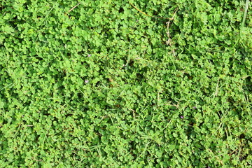 绿色背景摄影图片绿色小草