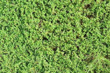 绿色小草植被小叶摄影图片背景