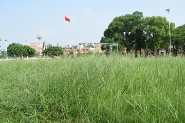 足球场的草丛
