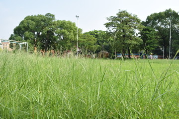 足球场的草丛