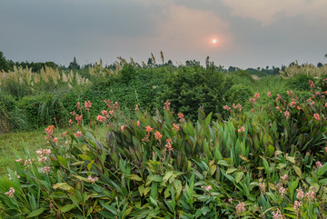 湿地公园花卉芦苇水面