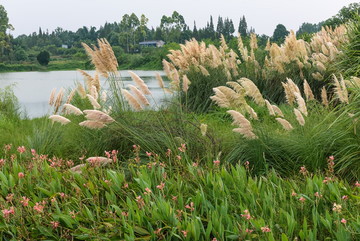 湿地公园花卉芦苇水面