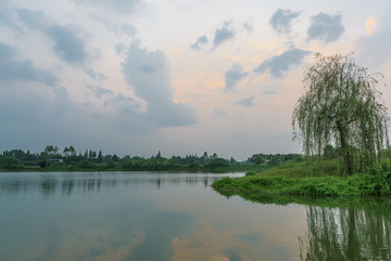 湿地公园花卉芦苇水面