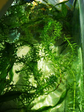 鱼缸绿植