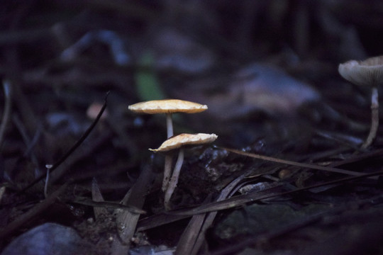 两朵小蘑菇