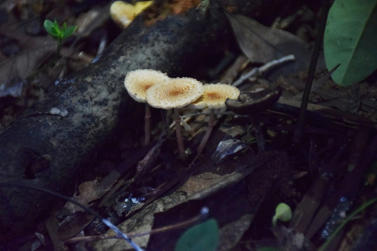 枯叶中的蘑菇