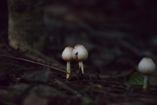 未开放的小蘑菇