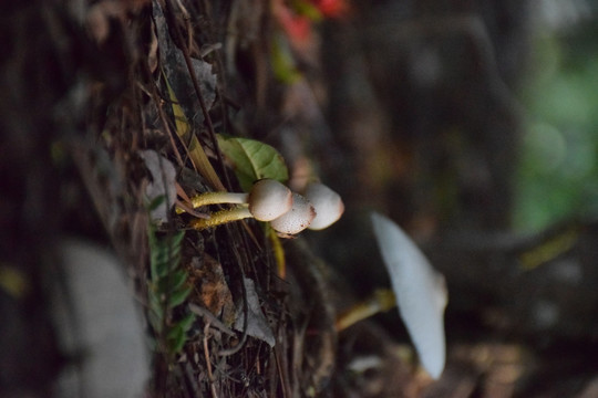 枯叶上的蘑菇