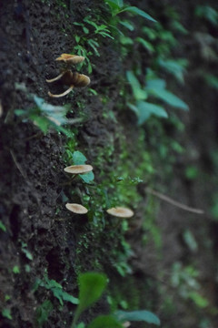 苔藓和蘑菇