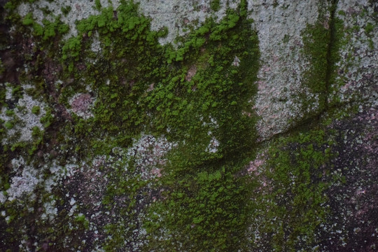 石头和苔藓