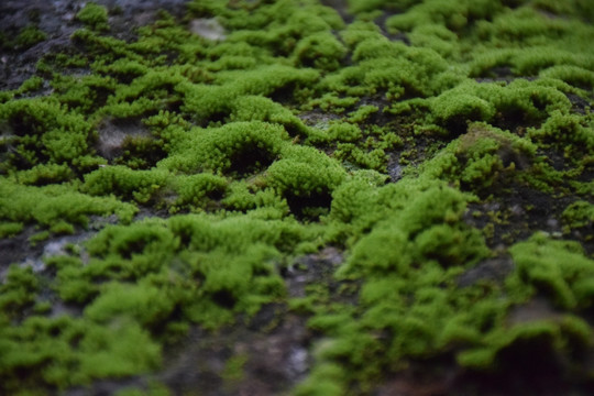 苔藓地衣