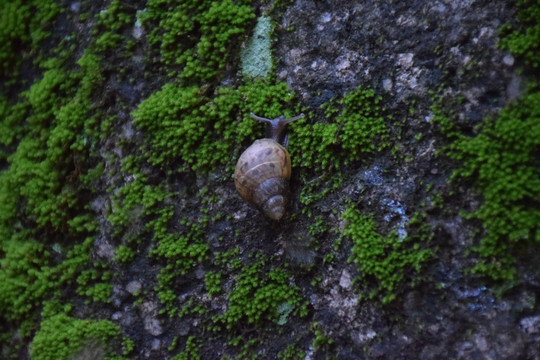 苔鲜上小蜗牛