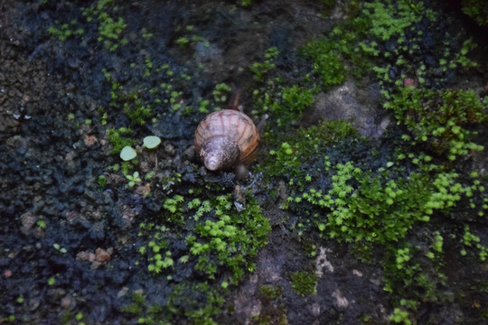 缩着的蜗牛