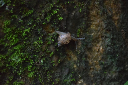 墙上的蜗牛