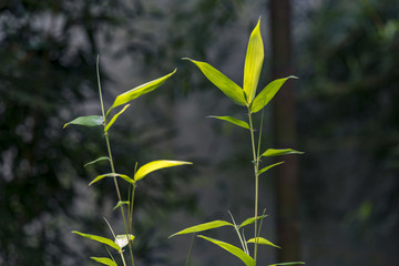 竹枝