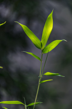 竹枝