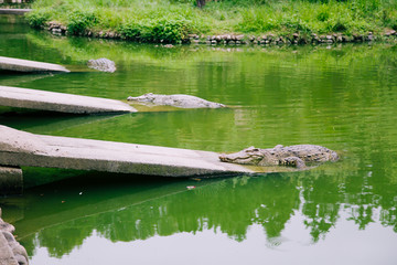 河里的鳄鱼