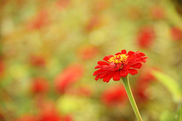 绿化百日花百日草