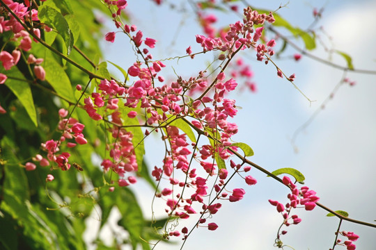 粉色鲜花