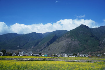 大理苍山下的油菜花