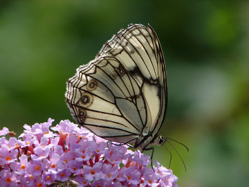 美丽的漂亮的山地白眼蝶访花
