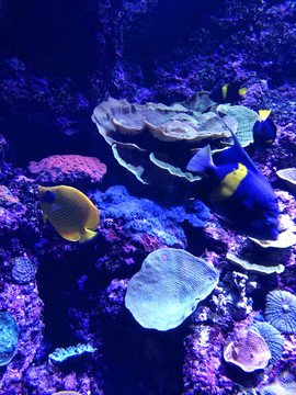 热带鱼珊瑚