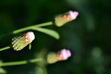 刺儿菜花苞