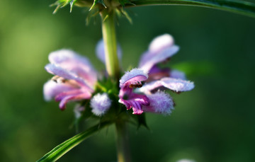 益母草花卉高清图