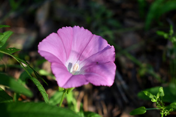 田旋花素材