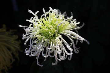 菊花