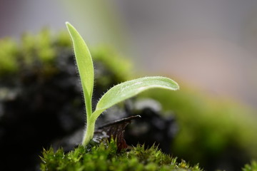 青青河边草