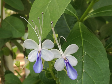 蓝蝴蝶花