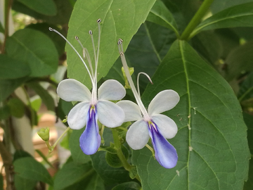 蓝蝴蝶花