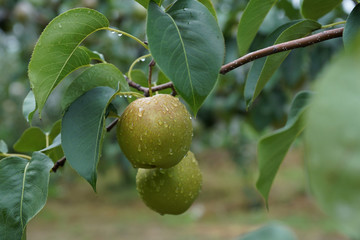 香梨