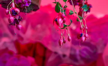 灯笼花图片