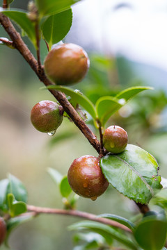 茶树果子