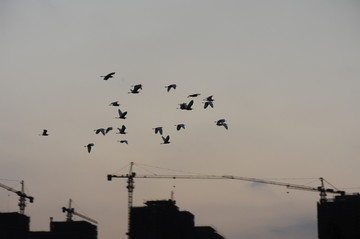 一群鸟在霞光中飞翔