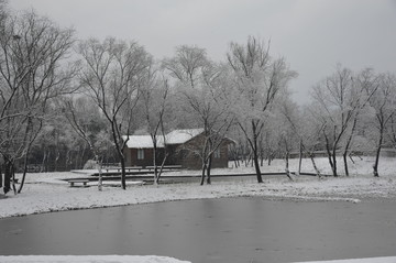 茫茫雪地里的树木与小屋