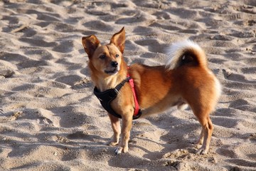 海滩上的宠物犬