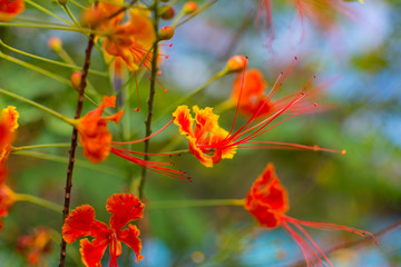 东南亚花卉