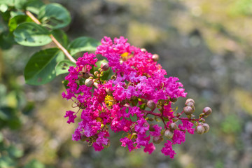 紫薇花
