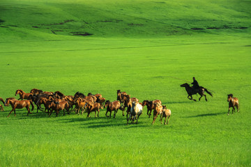 呼伦贝尔草原奔跑的马群